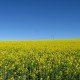 Canola