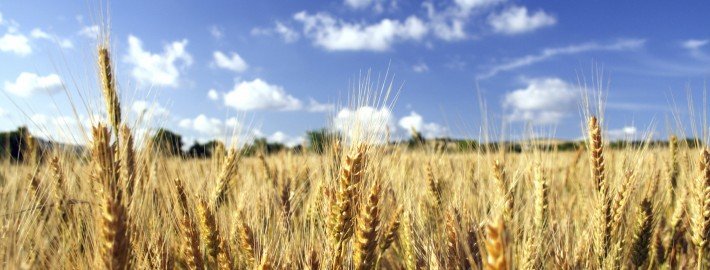 Wheat Background